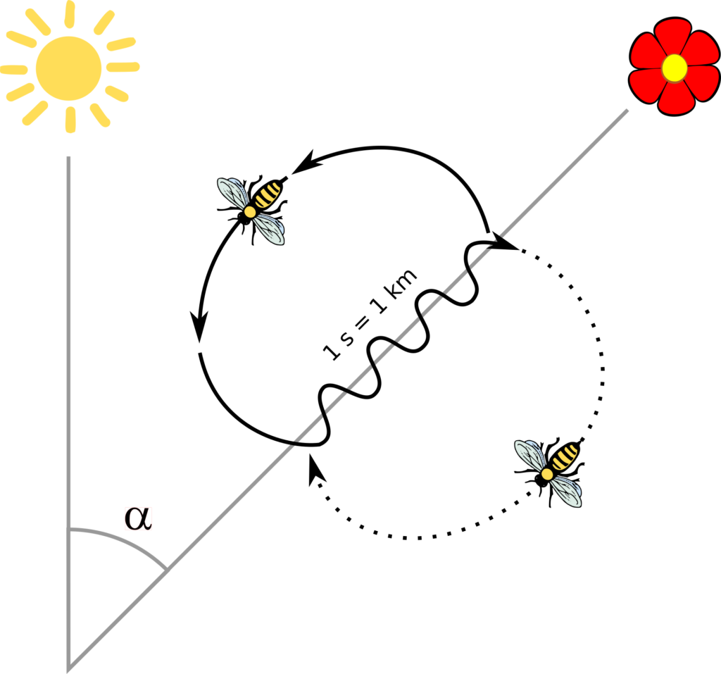waggle dance and fashion allocation optimization